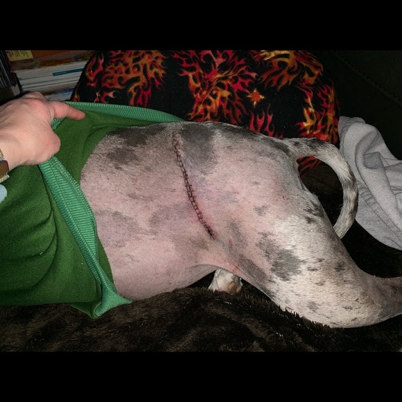 ❤️LOVE BUNDLES & MY TIKAI FRANKENWEENIE!⚡️ - Picture 6 of 8